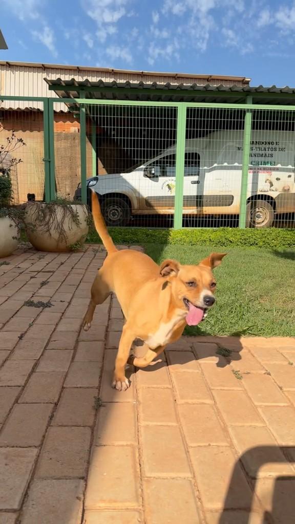 Churrasco, cachorro de porte pequeno para adoção em Chapadão do Sul - MS