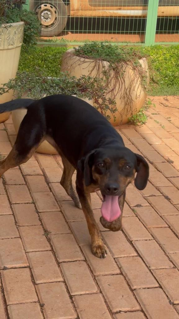 Sister, cadela de porte pequeno para adoção em Chapadão do Sul - MS