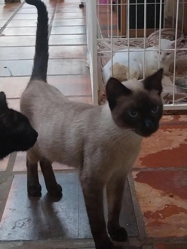 Oscar, gato de porte médio para adoção em Canoas - RS