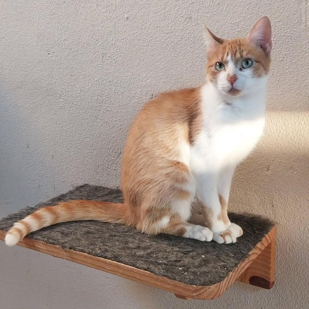 Filipa, gata de porte pequeno para adoção em Canoas - RS