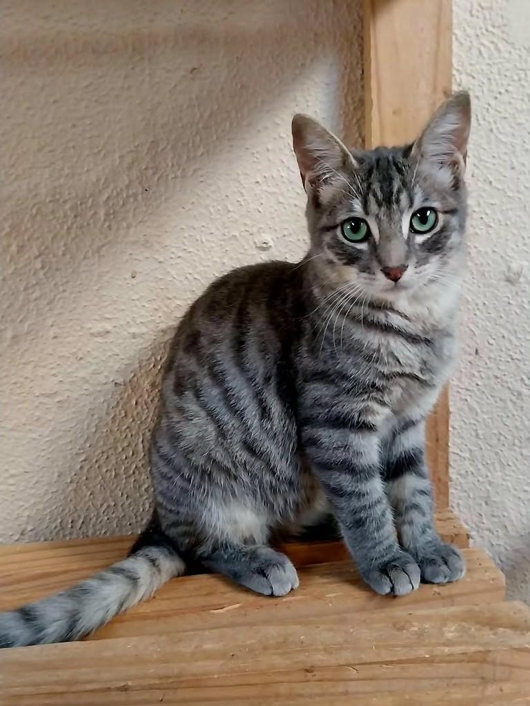 Vicente, gato de porte pequeno para adoção em Canoas - RS
