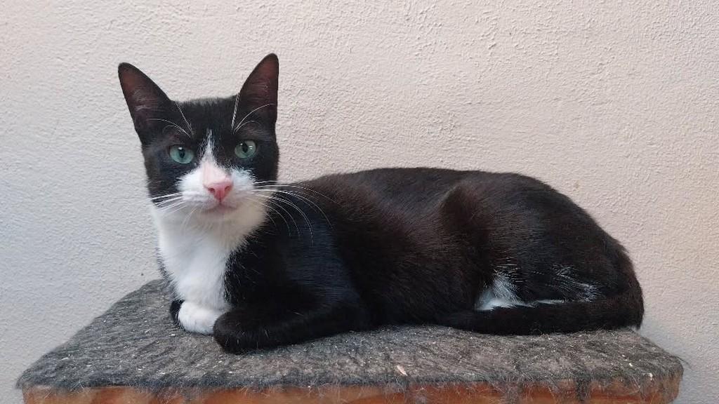 Leila, gata para adoção em Canoas - RS