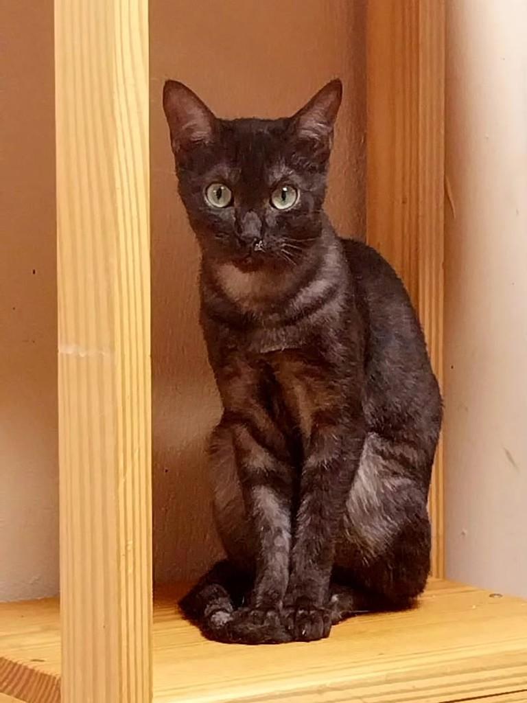 Inácio, gato de porte pequeno para adoção em Canoas - RS