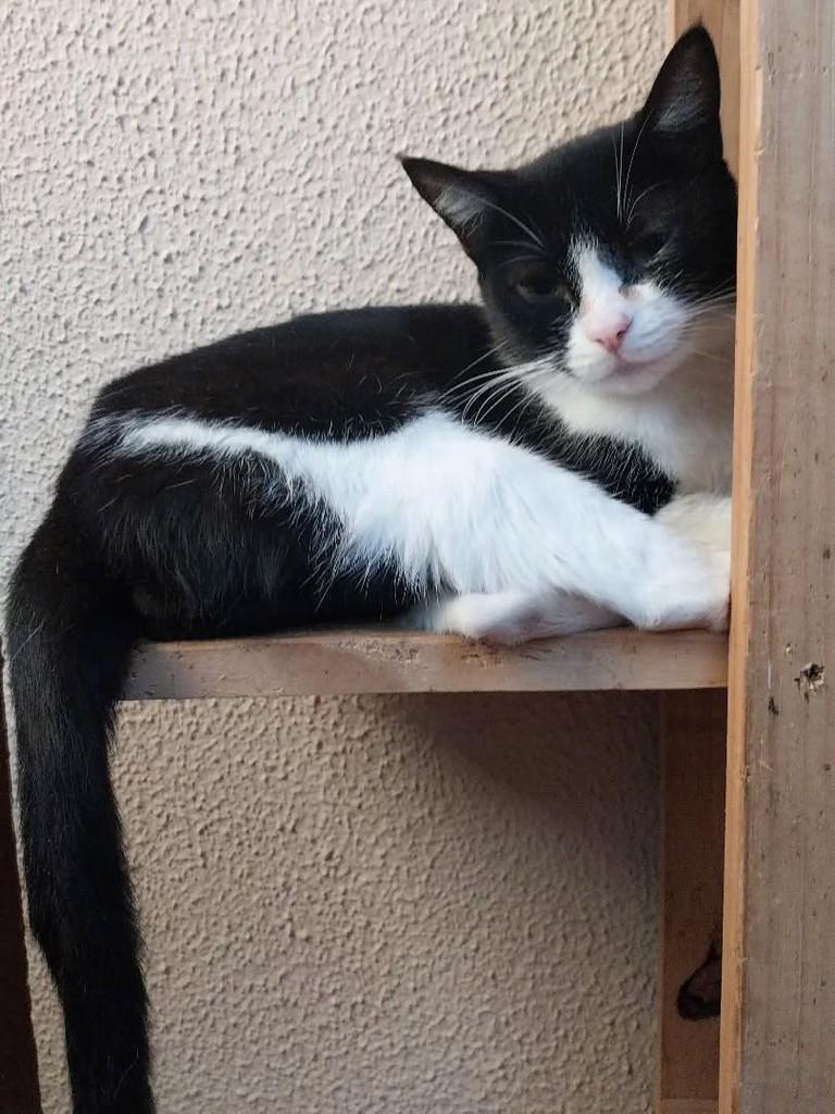 Jordana, gata de porte médio para adoção em Canoas - RS