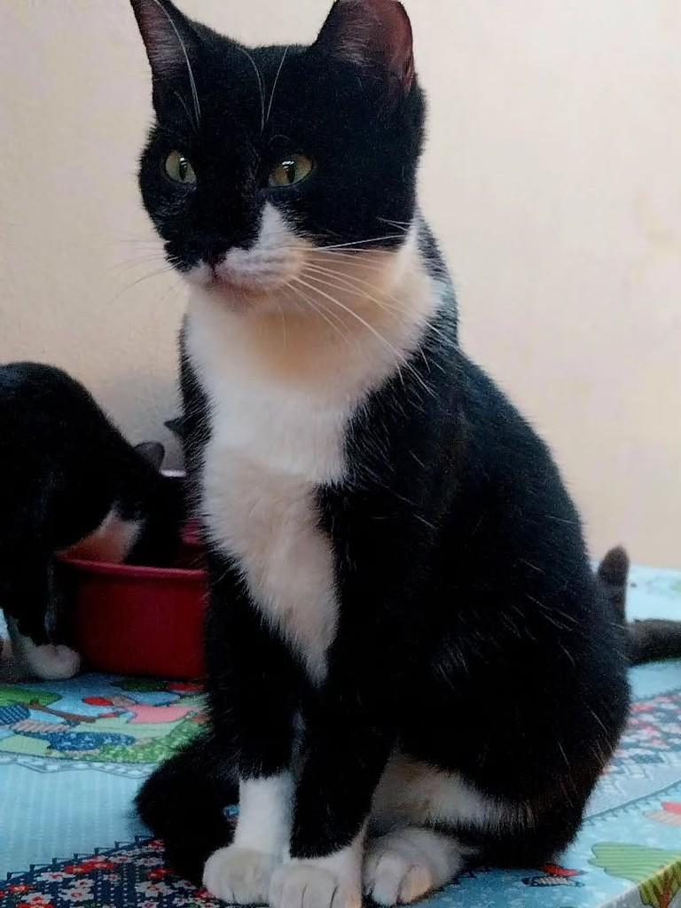 Alba, gata de porte médio para adoção em Canoas - RS