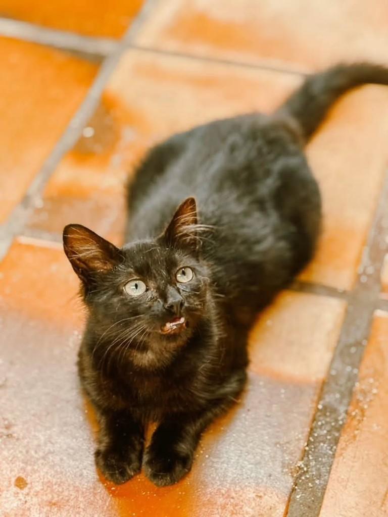Black, gato de porte pequeno para adoção em Canoas - RS