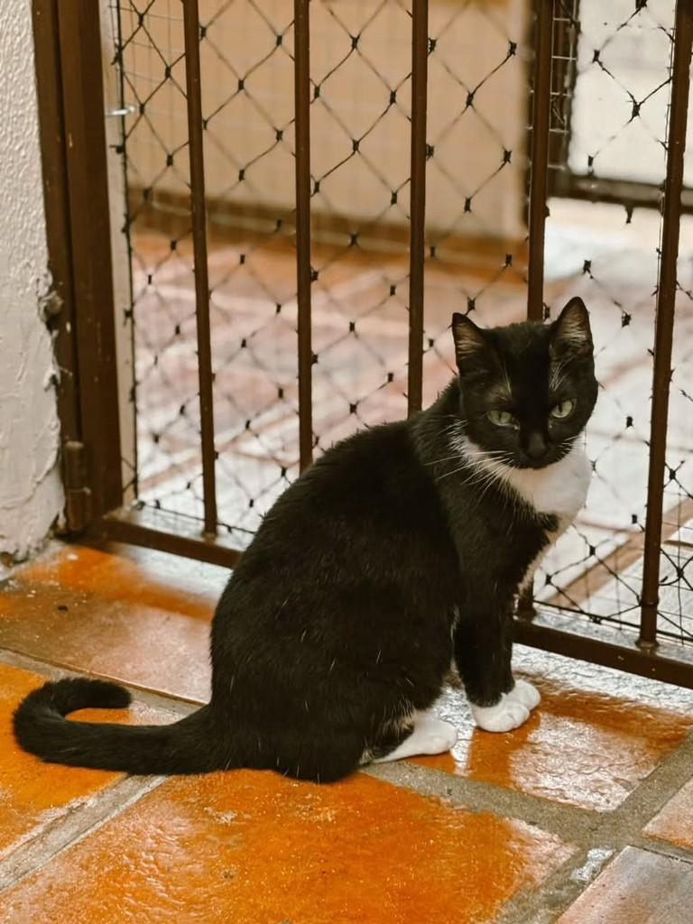Jolinha, gato de porte médio para adoção em Canoas - RS