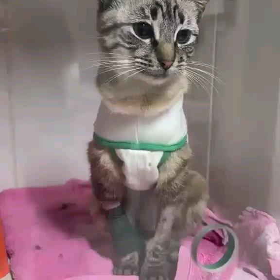 Melinda, gata de porte pequeno para adoção em Porto Alegre - RS