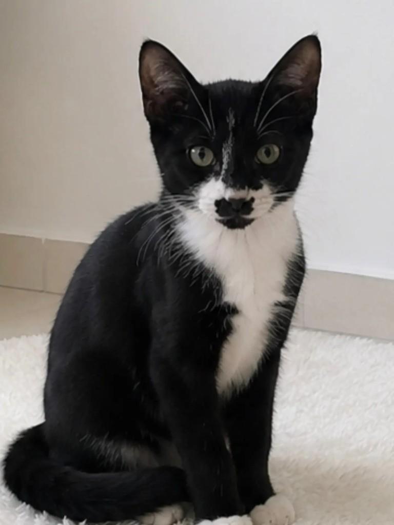 Rony, gato de porte pequeno para adoção em Salvador - BA