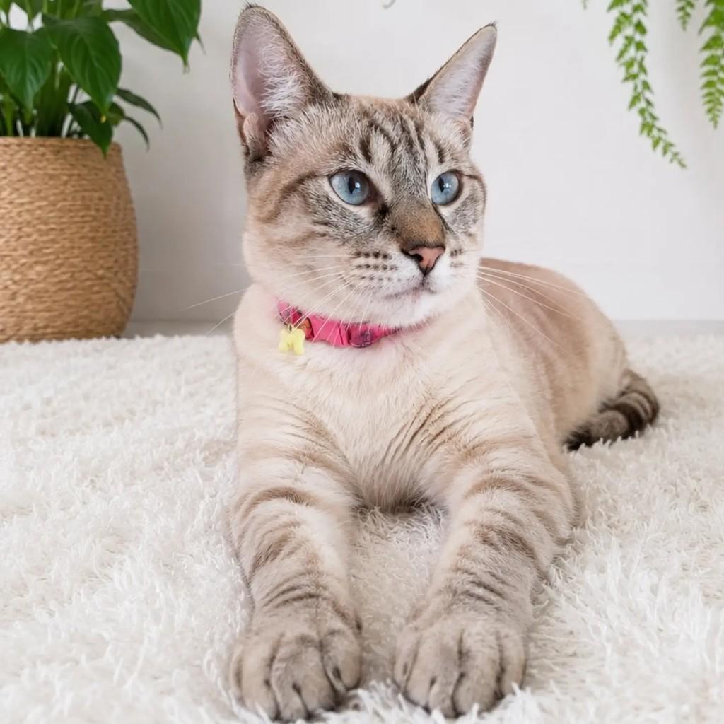 Cocada, gato de porte pequeno para adoção em Salvador - BA