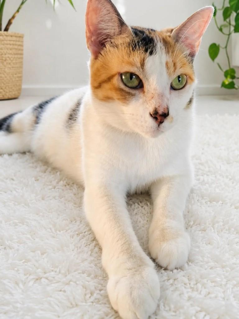 Capitu, gata de porte médio para adoção em Salvador - BA