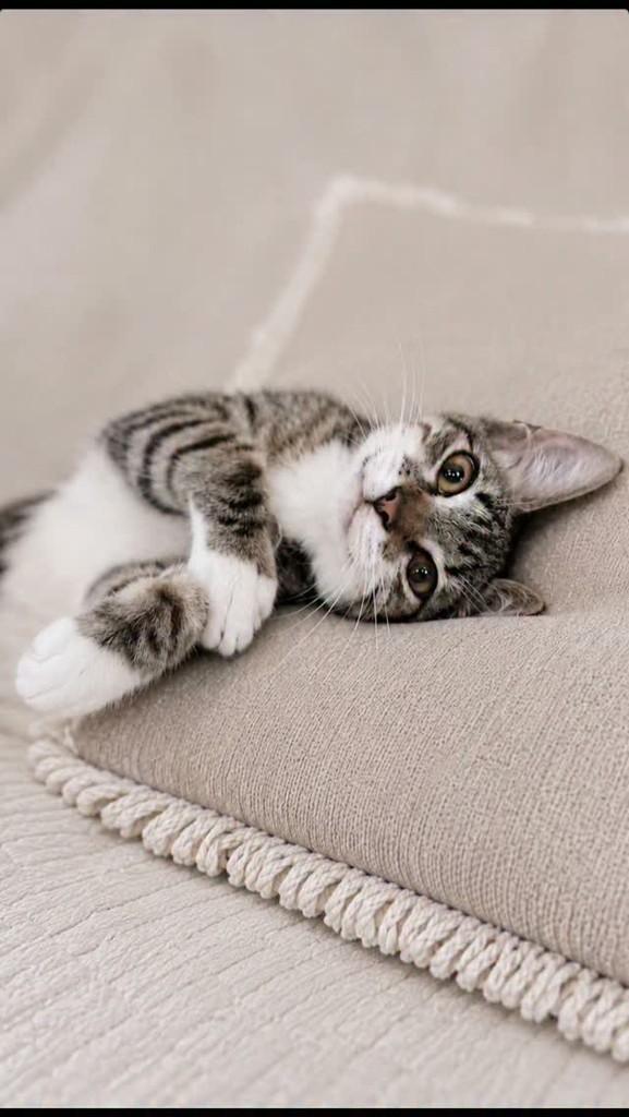Lipe, gato de porte pequeno para adoção em Salvador - BA