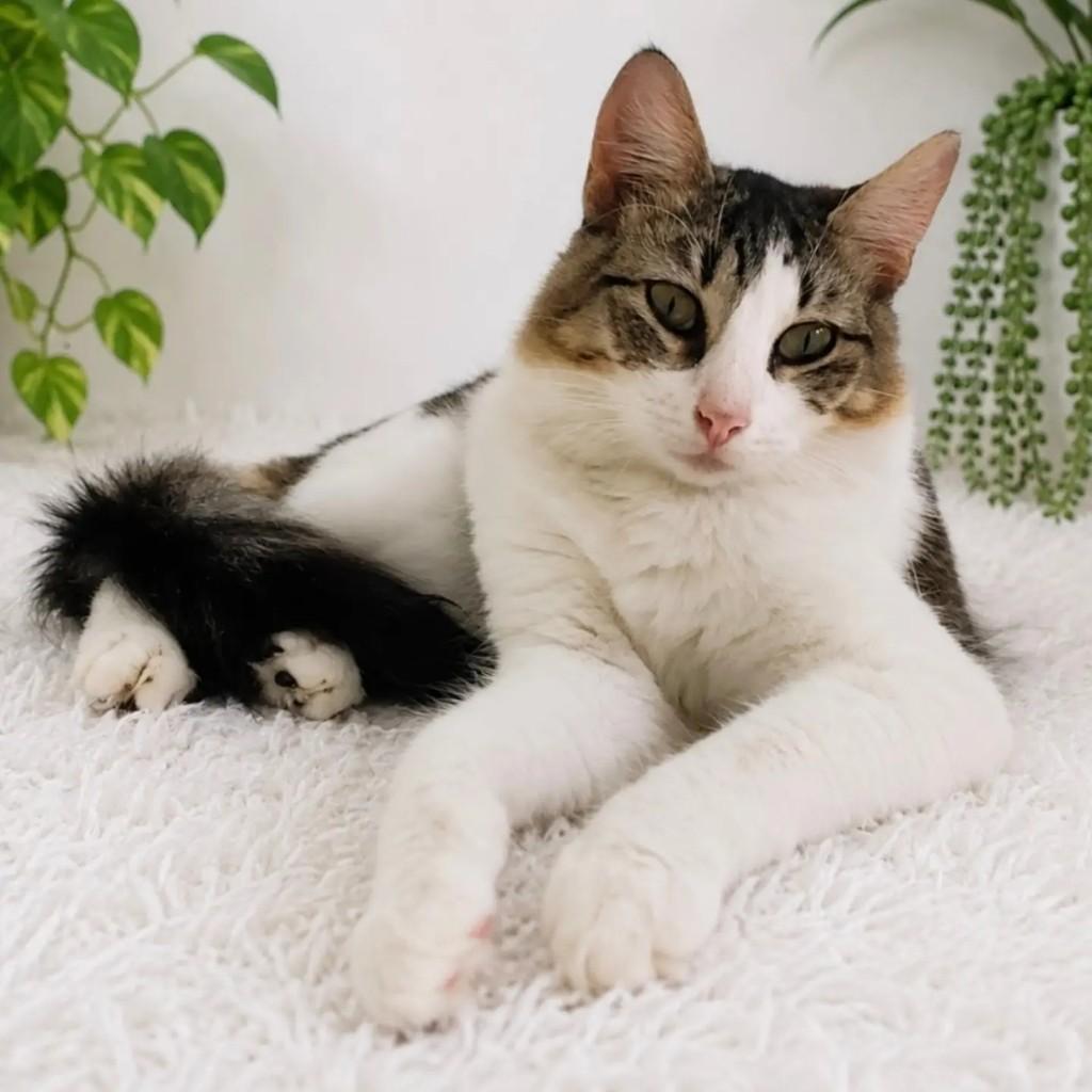 Nina, gato de porte pequeno para adoção em Salvador - BA