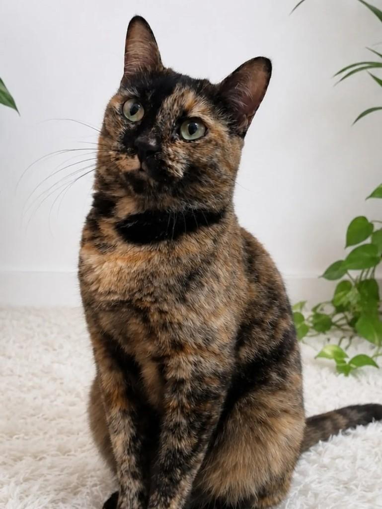 Mimi, gata de porte pequeno para adoção em Salvador - BA
