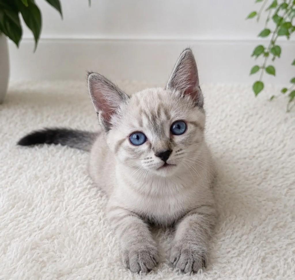 Lumi, gata de porte pequeno para adoção em Salvador - BA