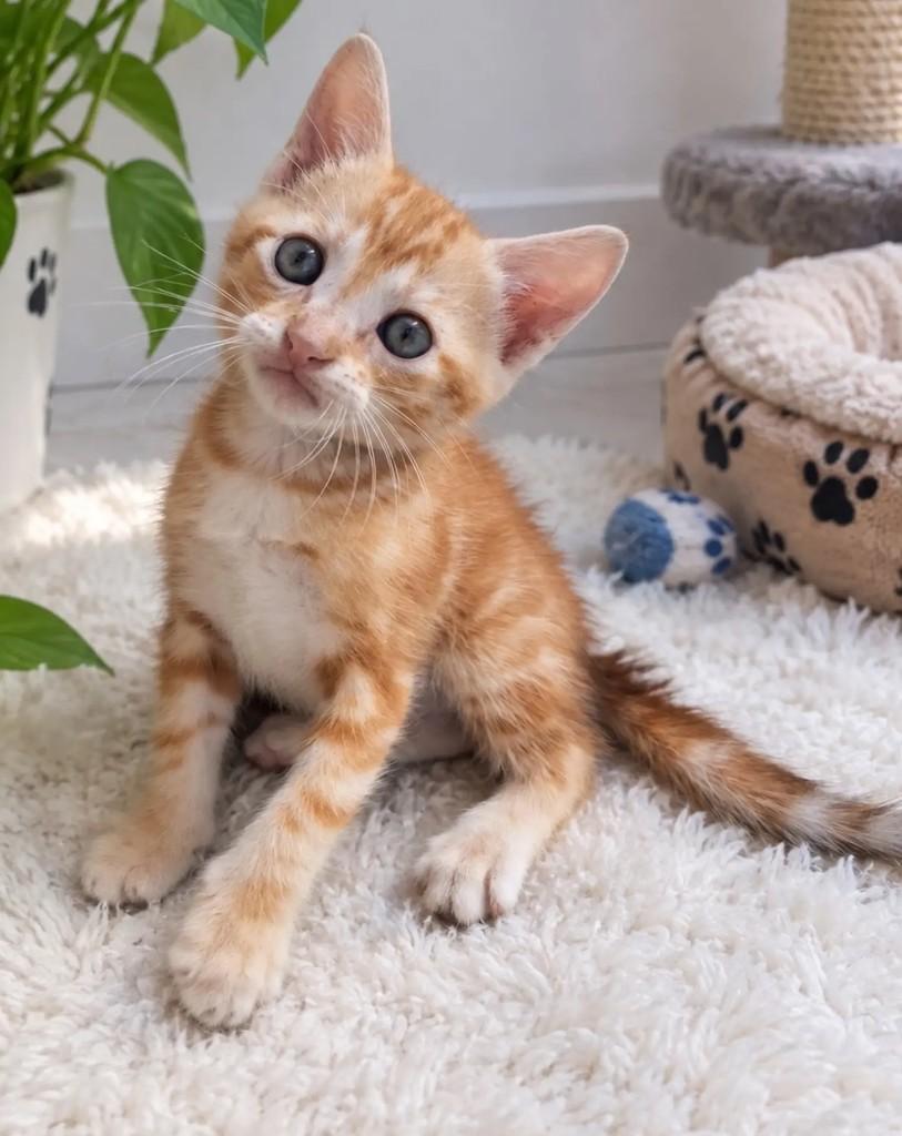 Ozzy, gato de porte pequeno para adoção em Salvador - BA
