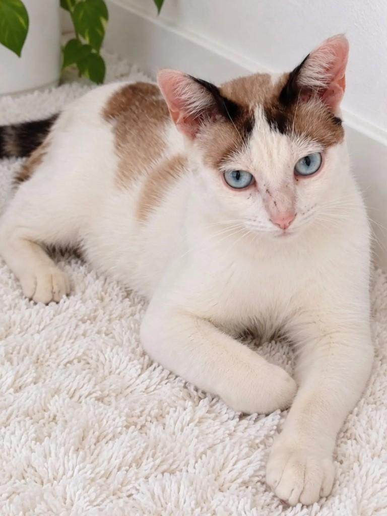Cookie, gata de porte pequeno para adoção em Salvador - BA