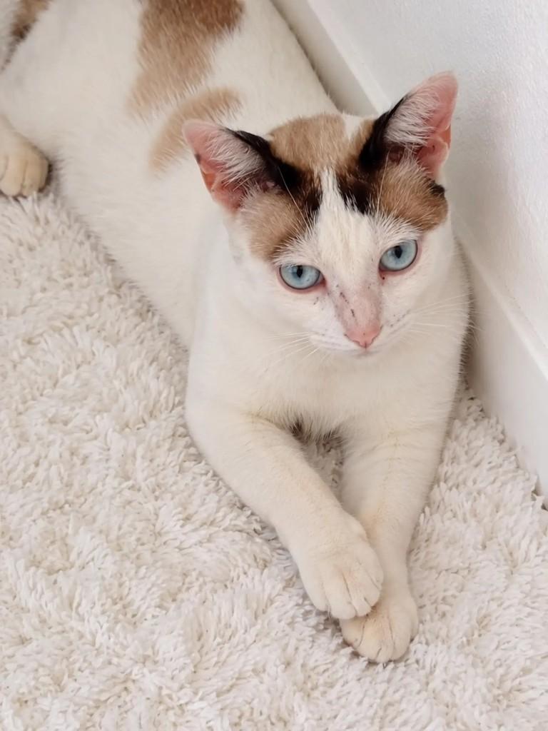 Cookie, gata de porte pequeno para adoção em Salvador - BA — foto 2 de 2