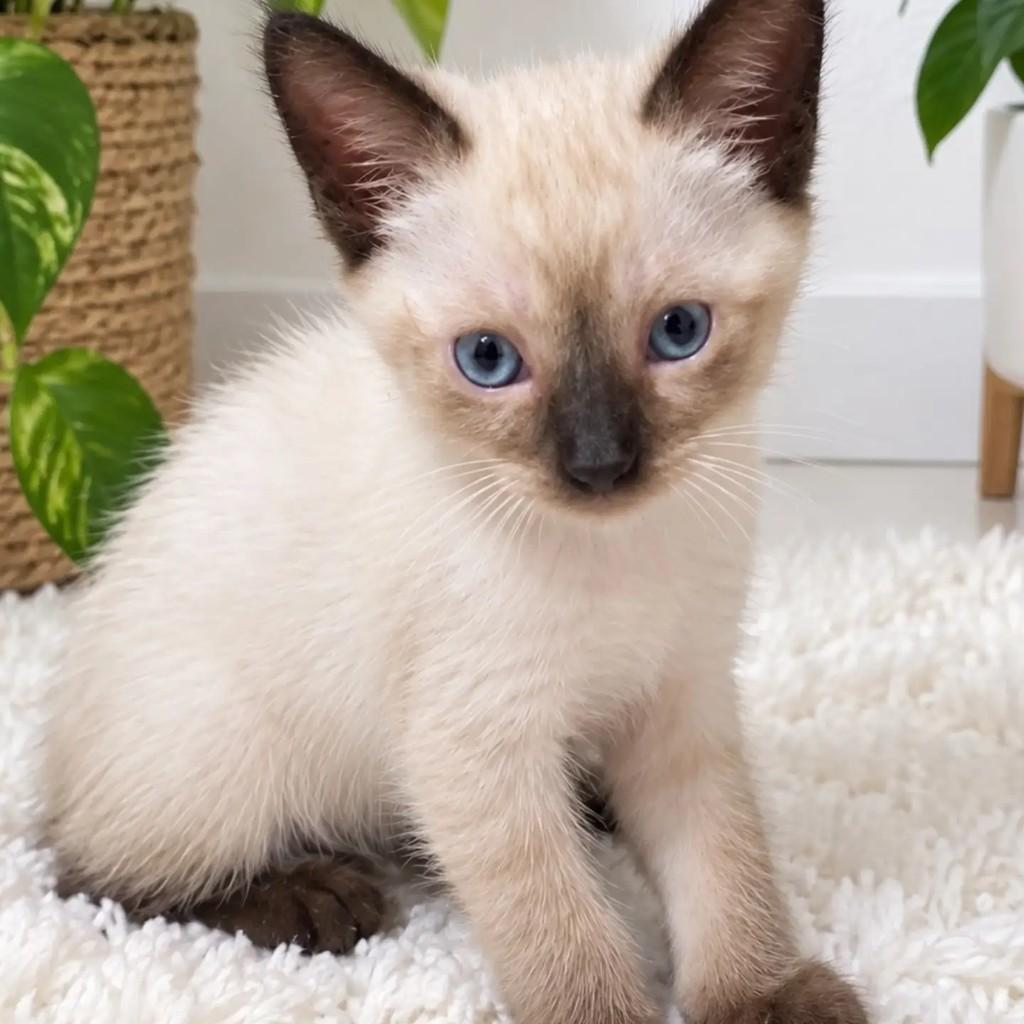 Chai, gata de porte pequeno para adoção em Salvador - BA