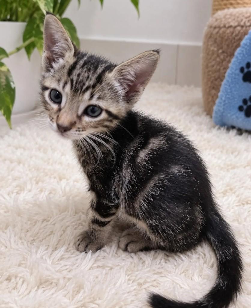 Antonela, gato de porte pequeno para adoção em Salvador - BA