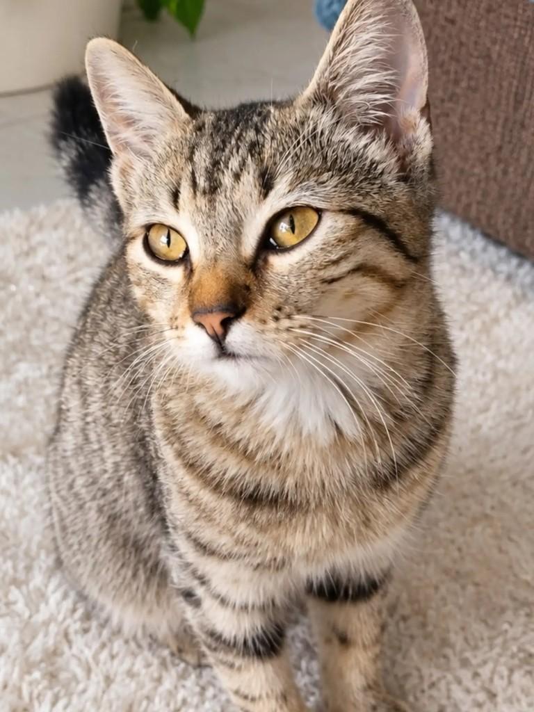 Mia, gata de porte pequeno para adoção em Salvador - BA