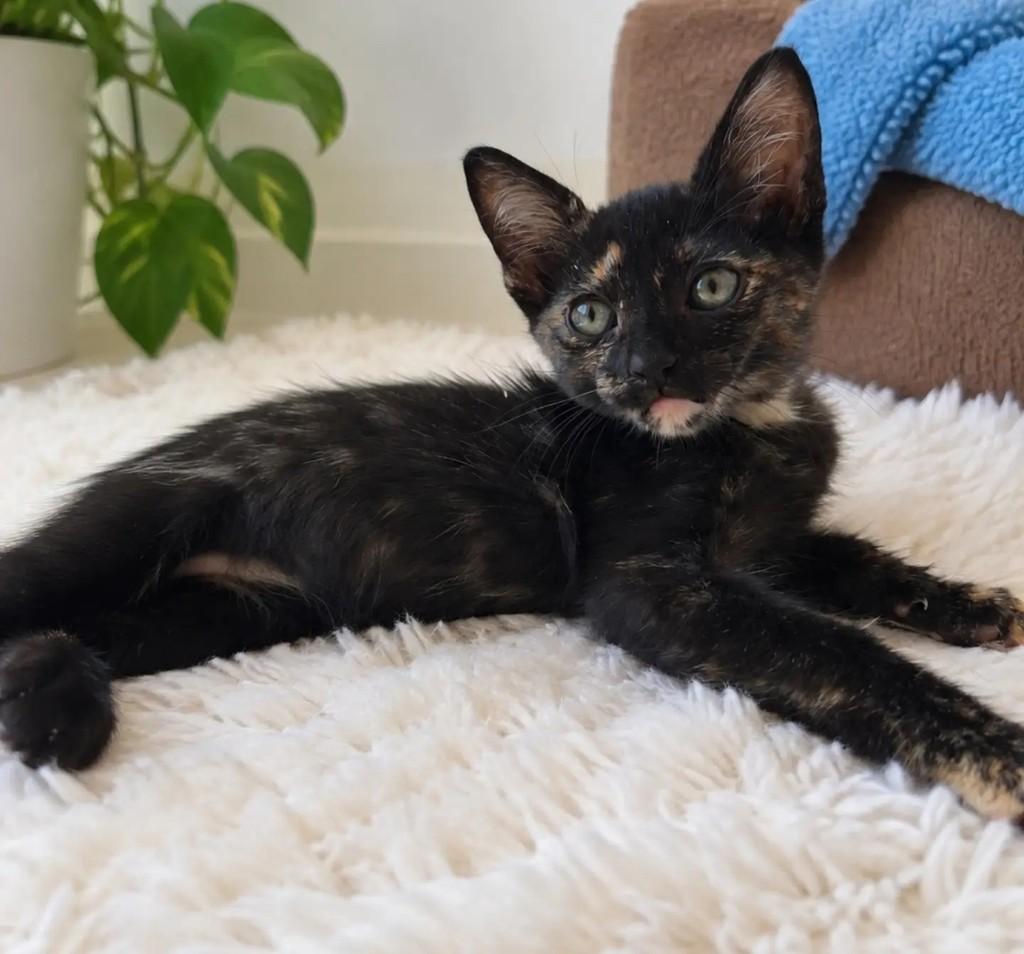 Kiara, gata para adoção em Salvador - BA