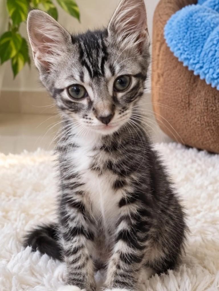 Nox, gato de porte pequeno para adoção em Salvador - BA