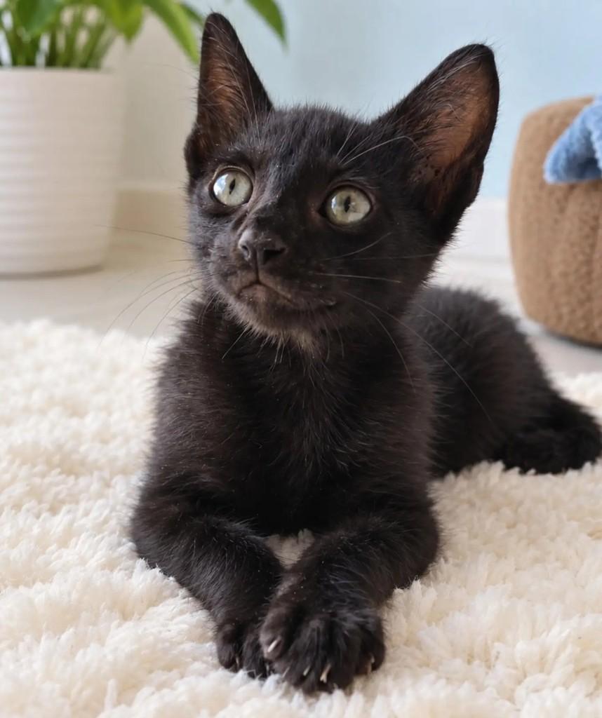 Zuko, gato para adoção em Salvador - BA