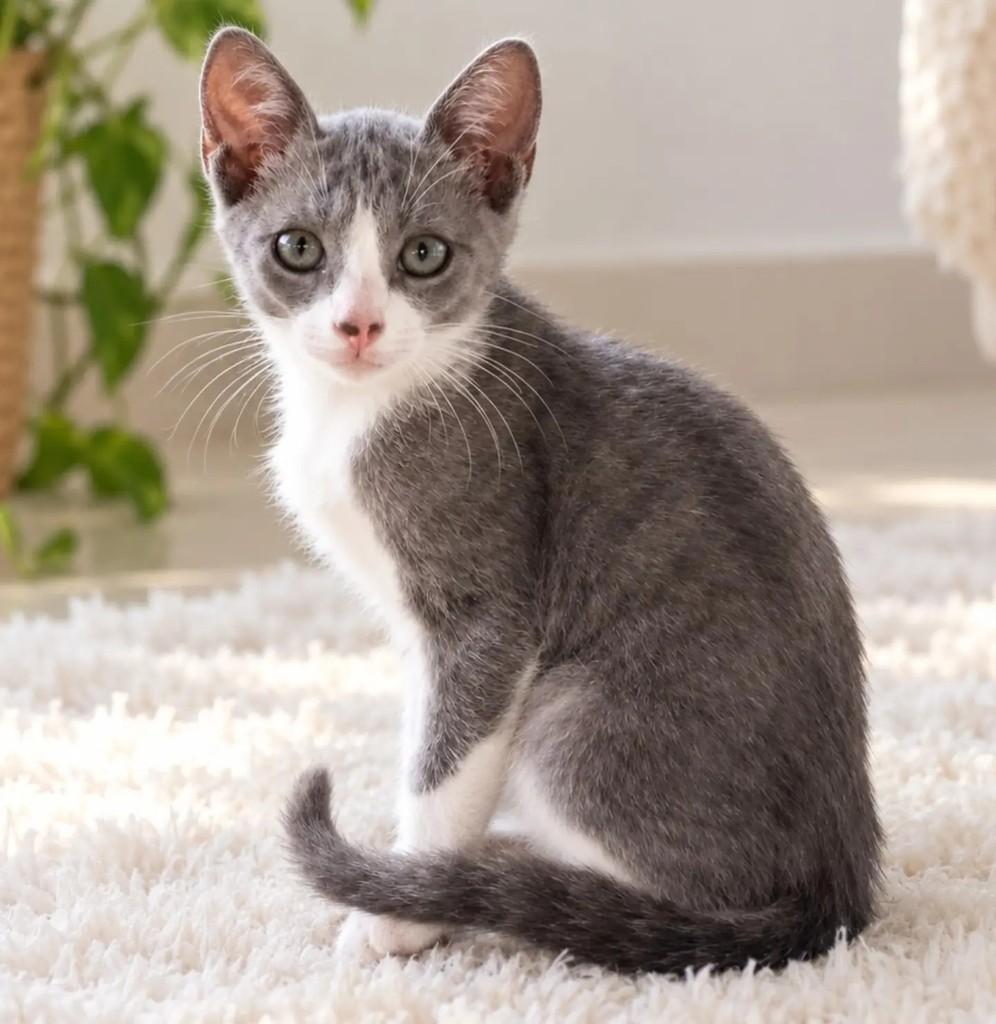 Nimbo, gato de porte pequeno para adoção em Salvador - BA
