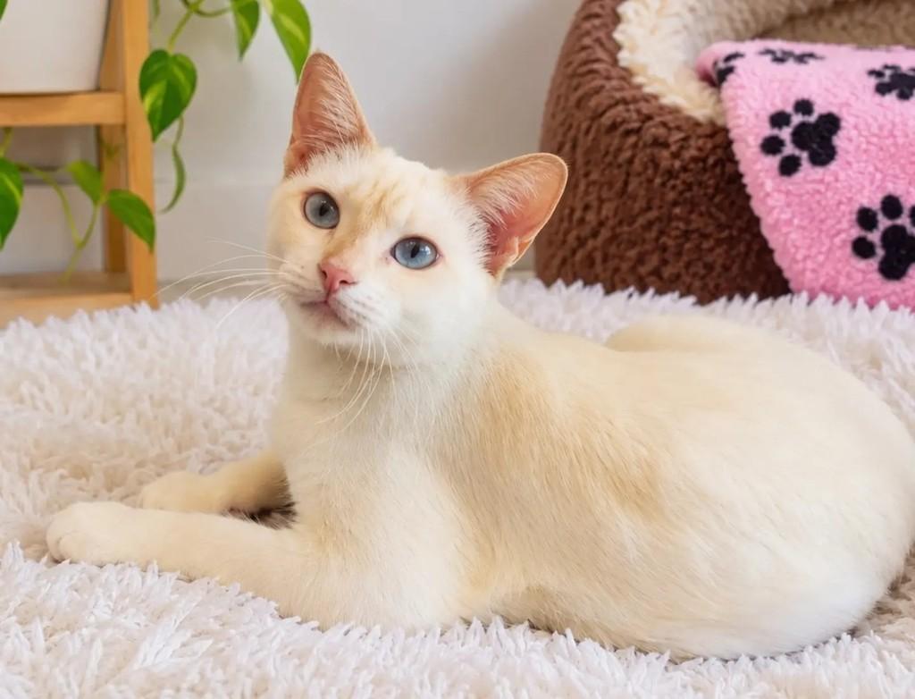 Hemma, gata de porte pequeno para adoção em Salvador - BA