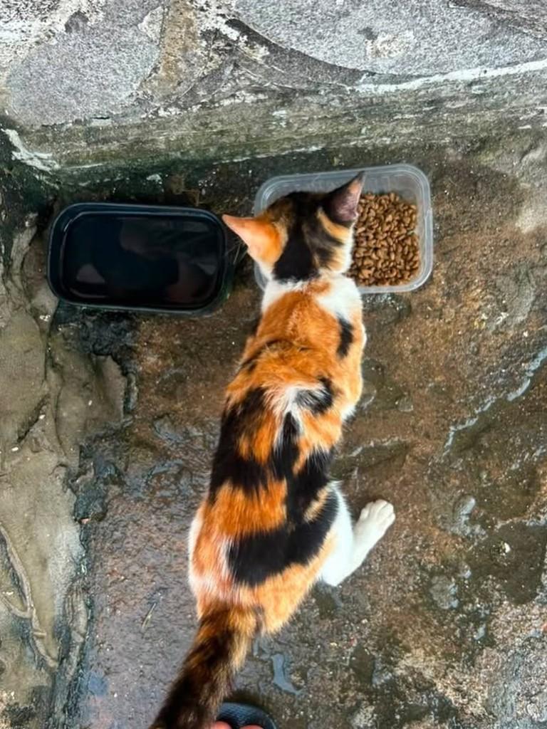 Princesa, gato de porte pequeno para adoção em Aperibé - RJ