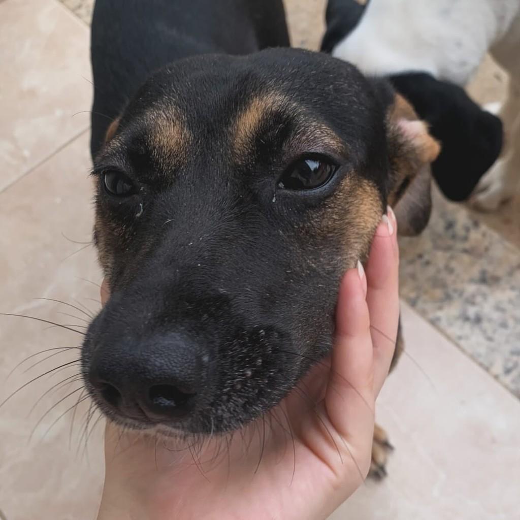 Maria File, cadela de porte pequeno para adoção em Aperibé - RJ