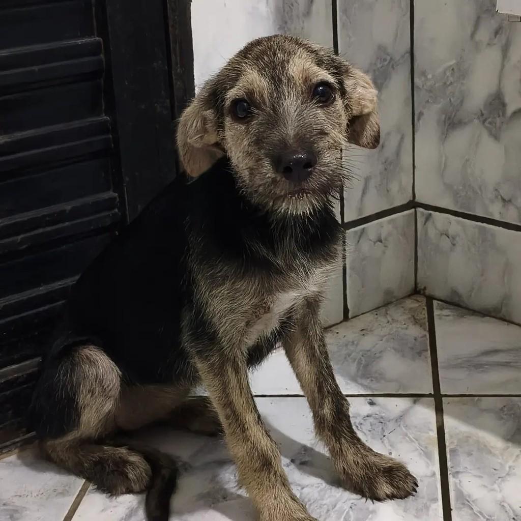 Lilica, cadela de porte pequeno para adoção em Aperibé - RJ
