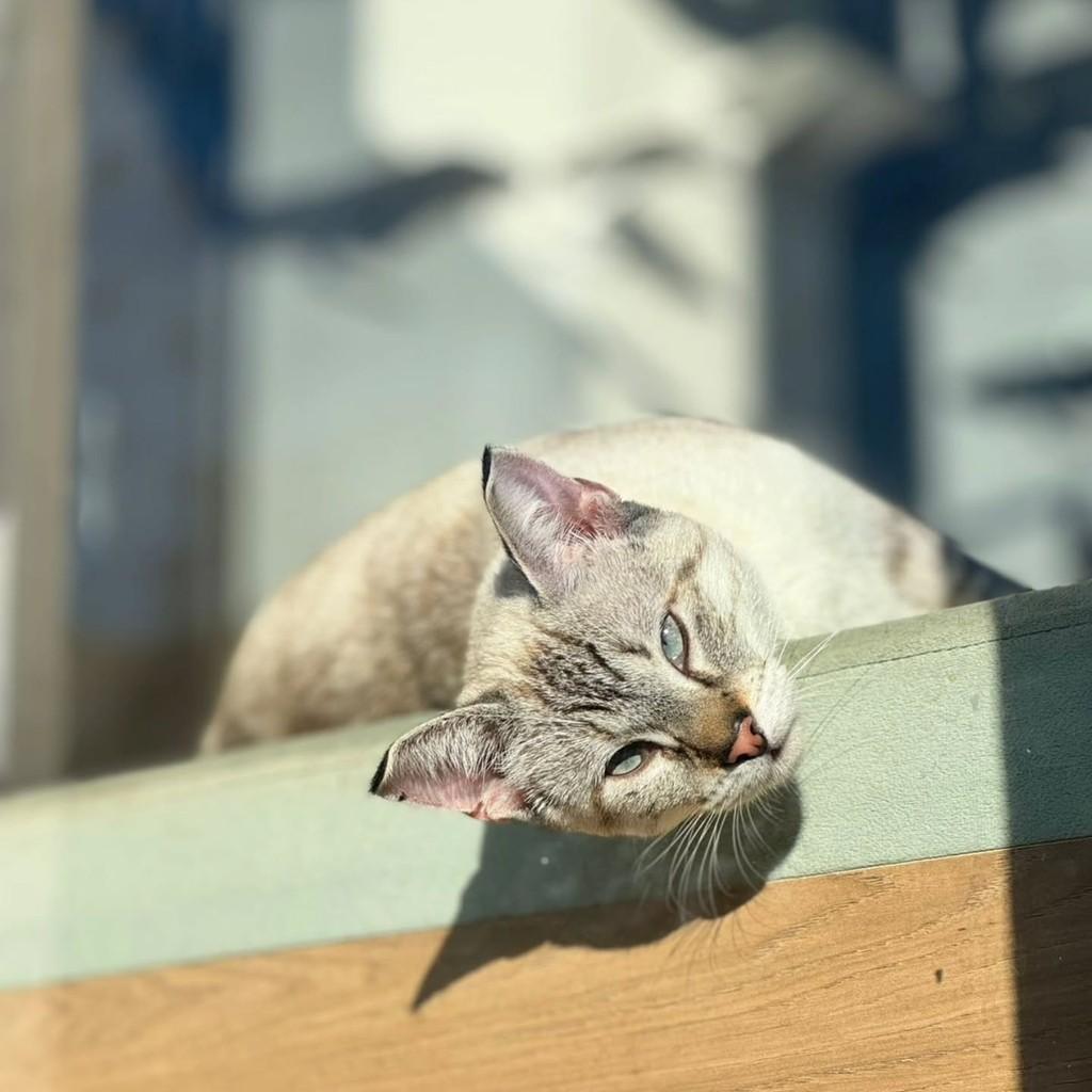 Amélia, gata de porte médio para adoção em Cascavel - PR