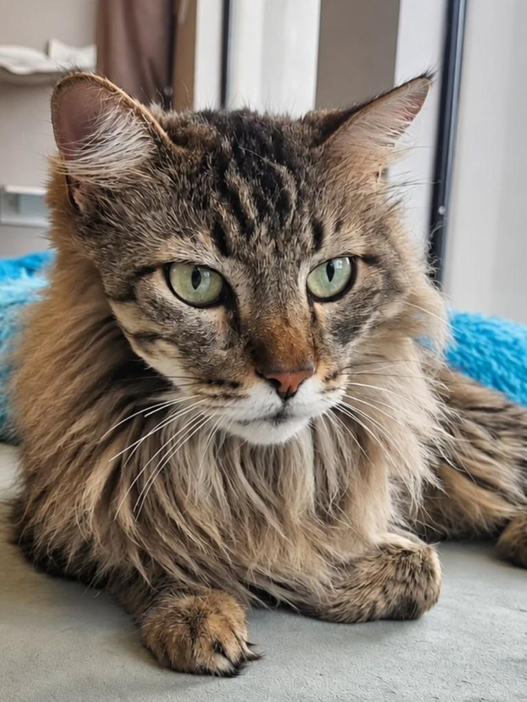 Mufasa, gato de porte pequeno para adoção em Cascavel - PR