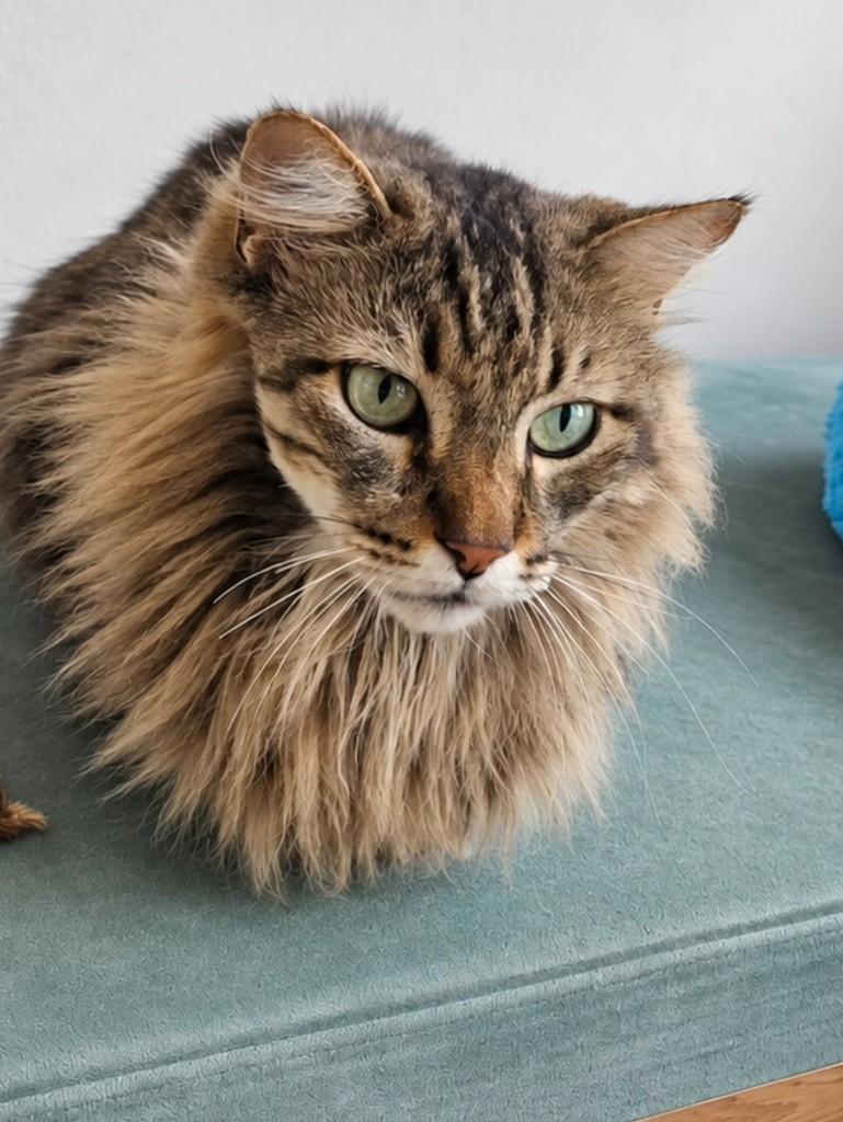 Mufasa, gato de porte pequeno para adoção em Cascavel - PR — foto 2 de 3