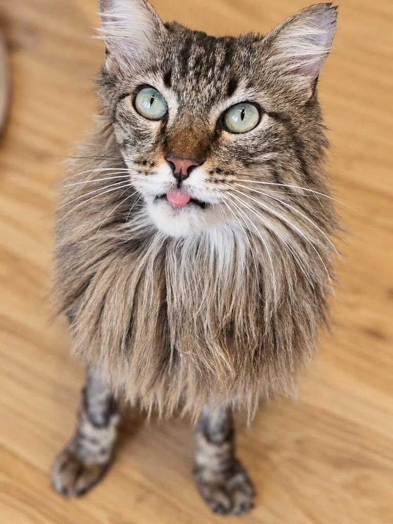 Mufasa, gato de porte pequeno para adoção em Cascavel - PR — foto 3 de 3