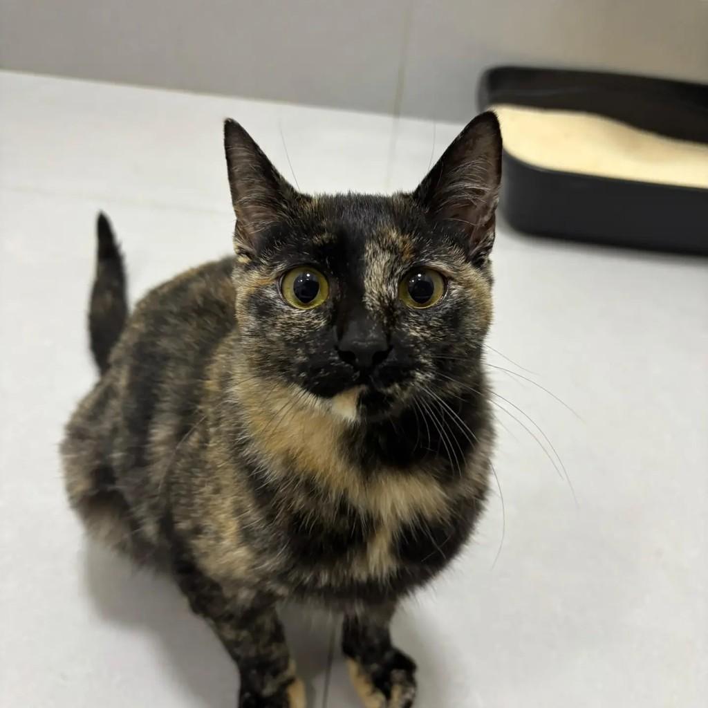 Canela, gata de porte pequeno para adoção em Canela - RS