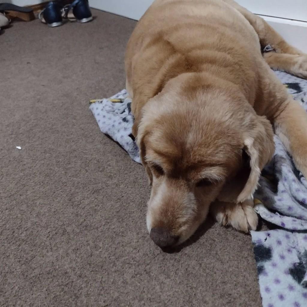 Sofia, cachorro de porte médio para adoção em Canoas - RS
