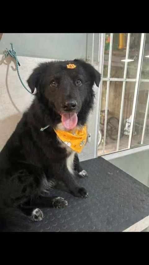 Dylan, cachorro para adoção em Canoas - RS