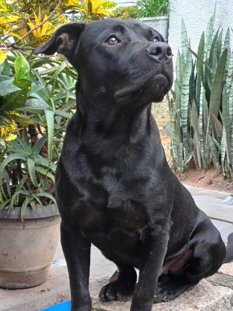 Grandão, cachorro de porte grande para adoção em Porto Alegre - RS