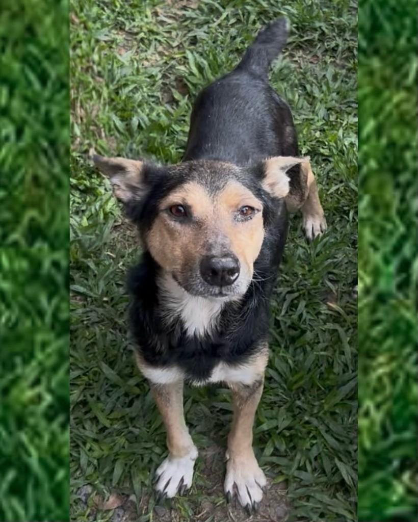 Toco, cachorro de porte pequeno para adoção em Porto Alegre - RS