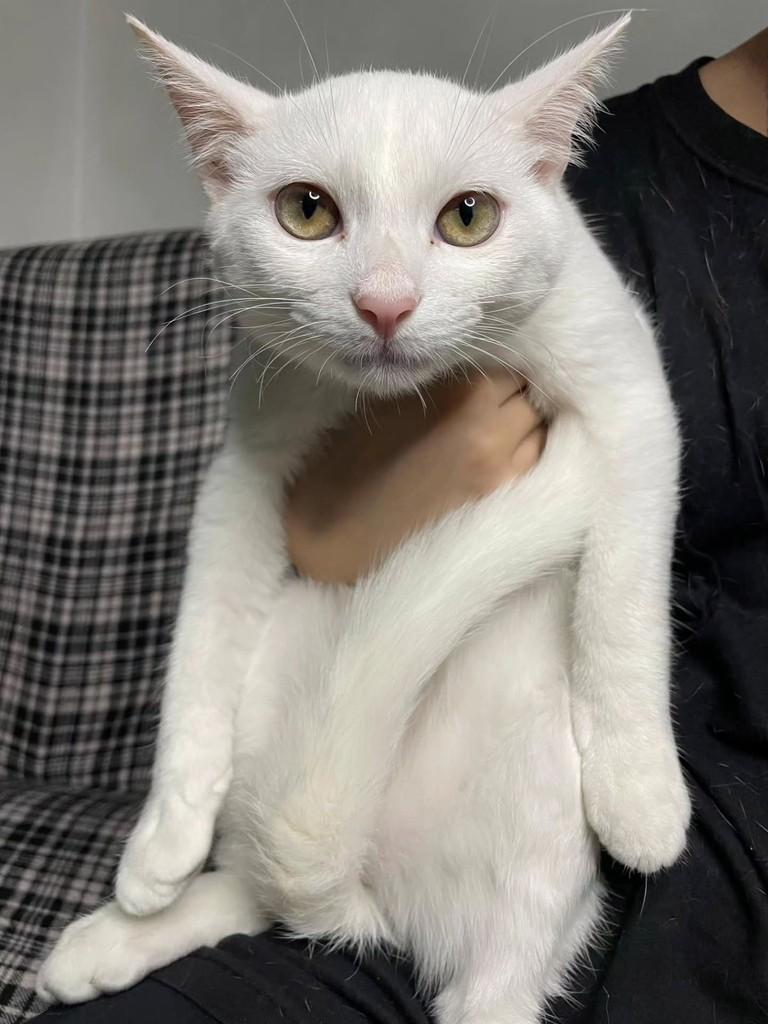 Sol, gato de porte pequeno para adoção em Belo Horizonte - MG