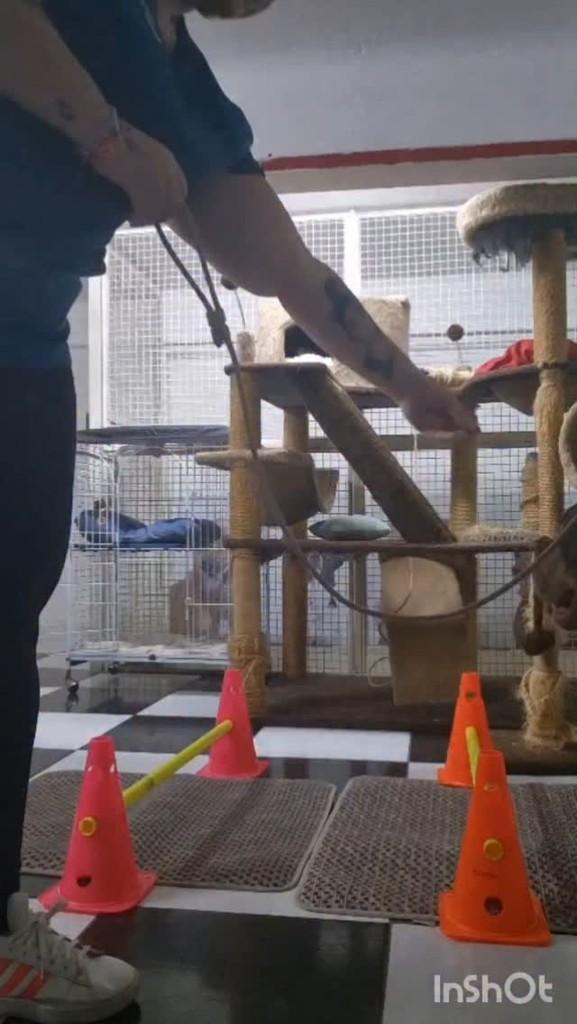 Toblerone, gato de porte médio para adoção em Belo Horizonte - MG