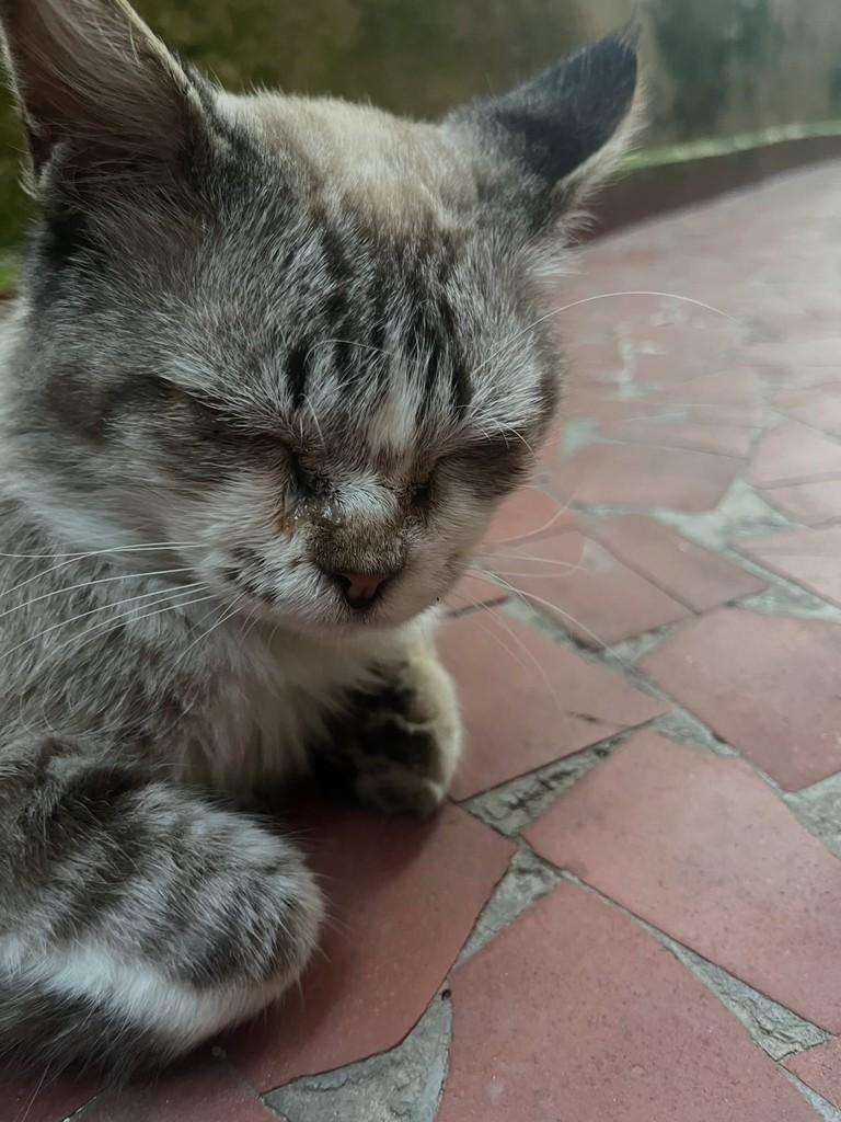 Romeu, gato de porte pequeno para adoção em Belo Horizonte - MG