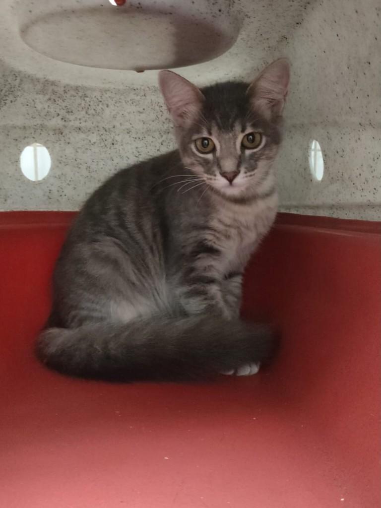Agatha, gato de porte pequeno para adoção em Belo Horizonte - MG
