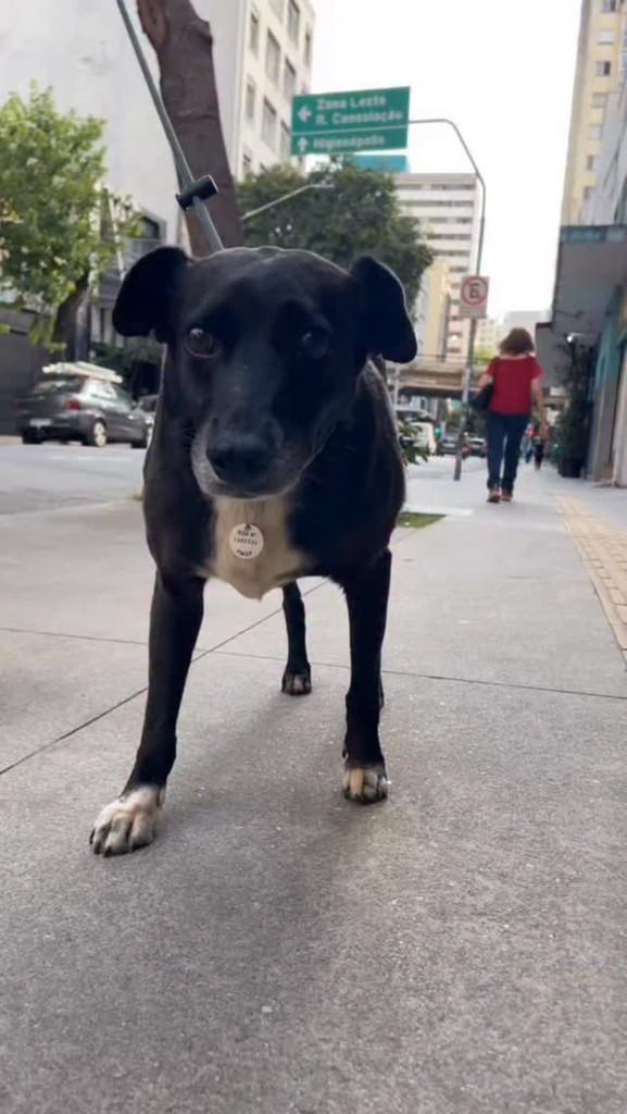 Stive, cachorro de porte médio para adoção em Teresópolis - RJ