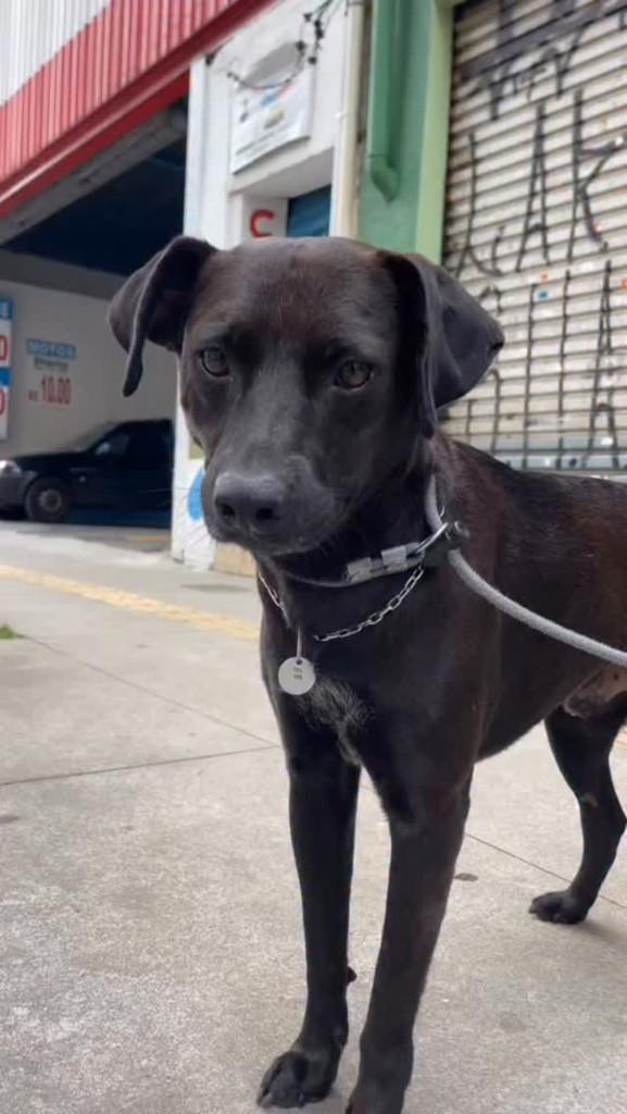 Quintaninha, cachorro de porte médio para adoção em Belo Horizonte - MG