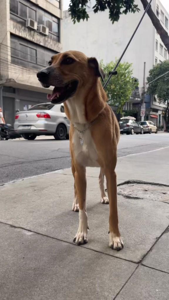 Chorão, cachorro de porte médio para adoção em Belo Horizonte - MG