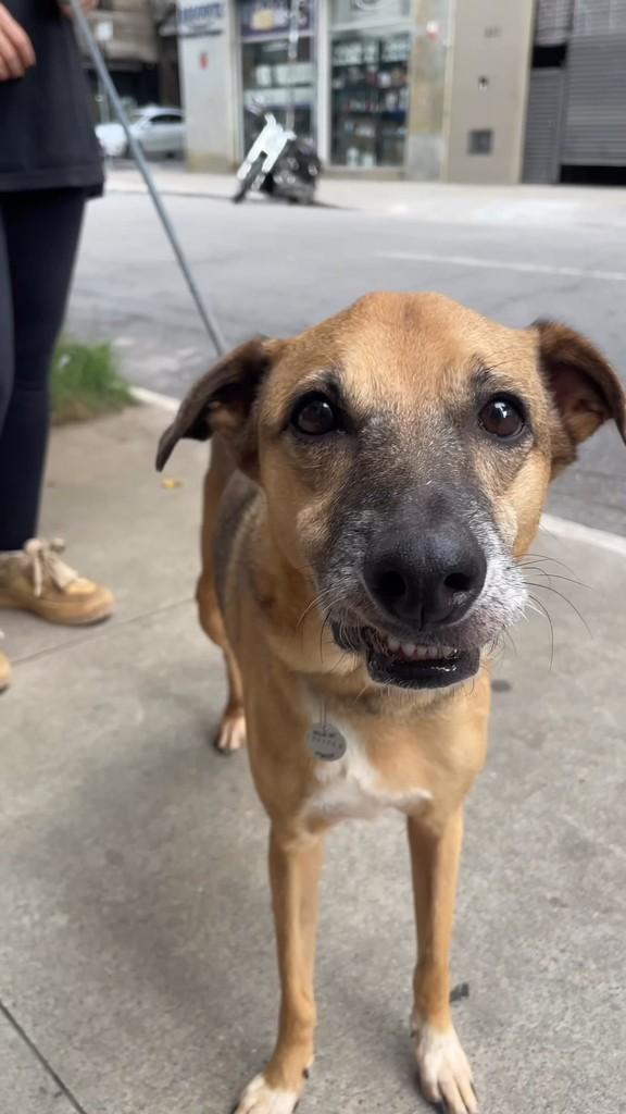 Luna, cachorro de porte médio para adoção em Belo Horizonte - MG